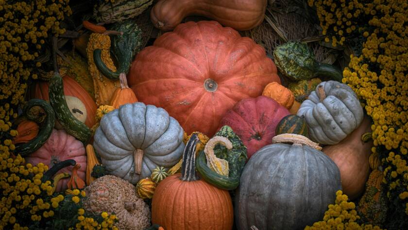 bienfait graines de courge