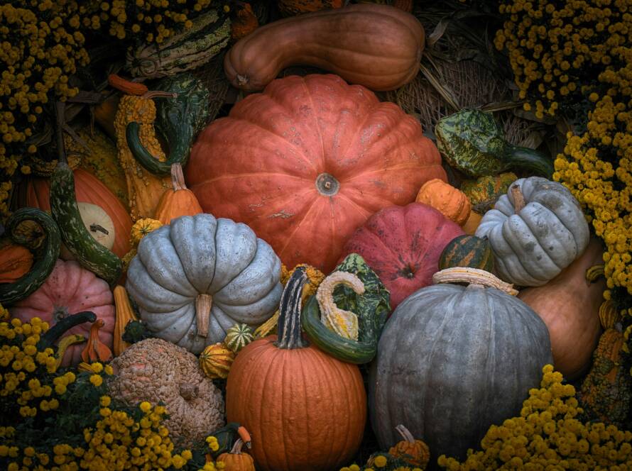 bienfait graines de courge